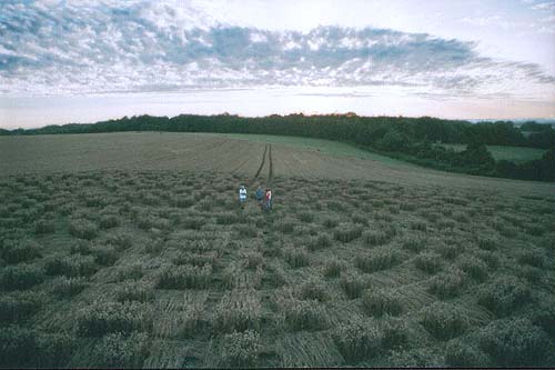 Crabwood Farm House, Hampshire crop circle, aerial photo 7