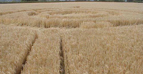 Liss, Hampshire crop circle, aerial photo 2