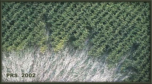 Adam's Grave, Wiltshire crop circle, aerial photo 2