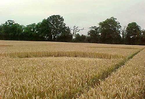 Charing, Kent crop circle, aerial photo 5