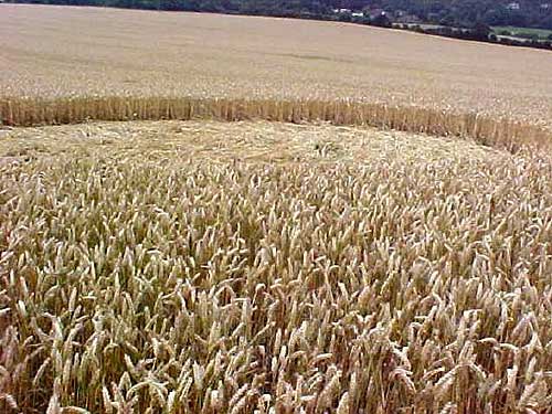 Charing, Kent crop circle, aerial photo 6