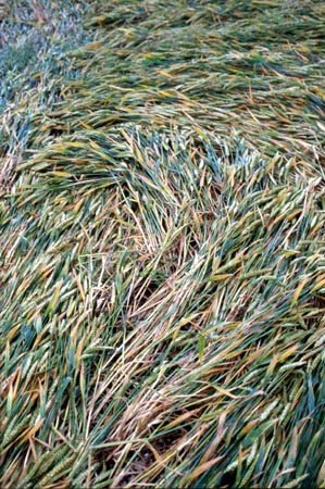 Upper Beeding, Sussex crop circle, aerial photo 8