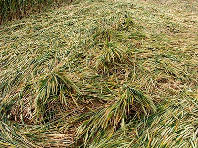 Camp Field (2), Wiltshire crop circle, aerial photo 5