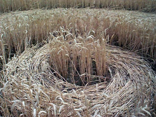 East Wick, Essex crop circle, aerial photo 2