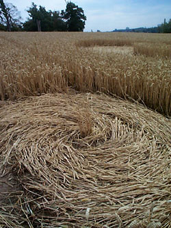 East Wick, Essex crop circle, aerial photo 6