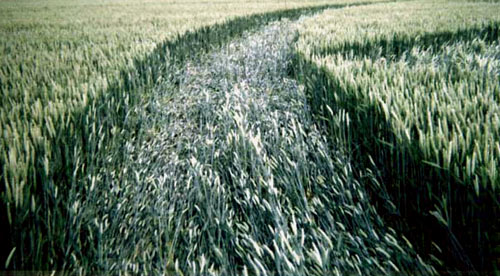 kenilworth castle, Warwickshire crop circle, aerial photo 3