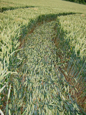 A34, Hampshire crop circle, aerial photo 3