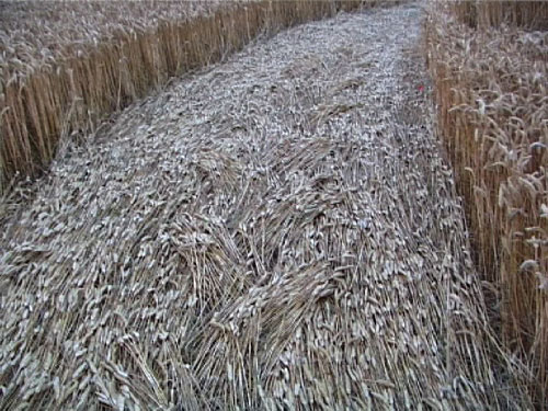 Scrope Wood, Wiltshire crop circle, aerial photo 8