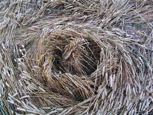 Scrope Wood, Wiltshire crop circle, aerial photo 9