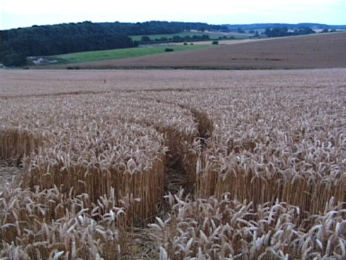Scrope Wood, Wiltshire crop circle, aerial photo 11