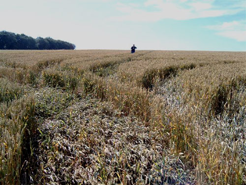 Rudston, East Yorkshire crop circle, aerial photo 2