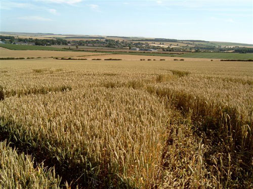Rudston, East Yorkshire crop circle, aerial photo 4