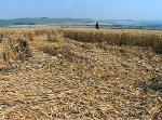 South Field, Wiltshire crop circle, aerial photo 6
