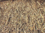 South Field, Wiltshire crop circle, aerial photo 9