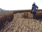 South Field, Wiltshire crop circle, aerial photo 10