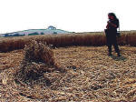 South Field, Wiltshire crop circle, aerial photo 11