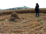 South Field, Wiltshire crop circle, aerial photo 12