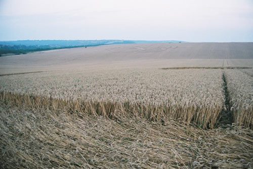 Tegdown Hil (2)l, Sussex crop circle, aerial photo 2