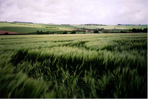West Overton, Wiltshire crop circle, aerial photo 2