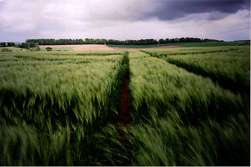 West Overton, Wiltshire crop circle, aerial photo 3