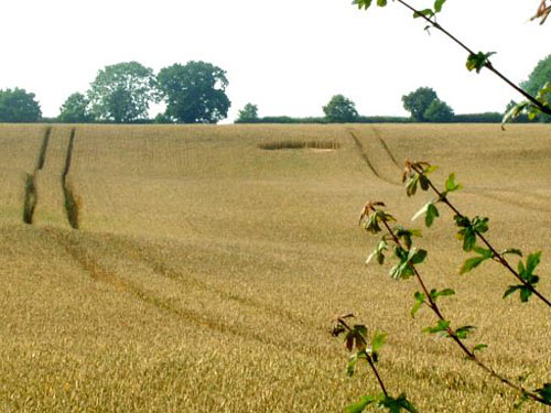 Brampton, Norfolk crop circle, aerial photo 6