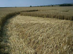 Etchilhampton Hill, Wiltshire crop circle, aerial photo 19