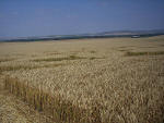 Etchilhampton Hill, Wiltshire crop circle, aerial photo 20