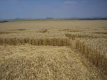 Etchilhampton Hill, Wiltshire crop circle, aerial photo 21