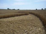 Etchilhampton Hill, Wiltshire crop circle, aerial photo 18