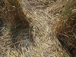 Etchilhampton Hill, Wiltshire crop circle, aerial photo 16