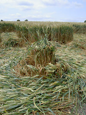 Etchilhampton Hill, Wiltshire crop circle, aerial photo 8