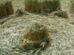 Etchilhampton Hill, Wiltshire crop circle, aerial photo 14