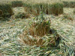 Etchilhampton Hill, Wiltshire crop circle, aerial photo 12
