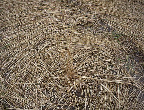 Etchilhampton Hill (2), Wiltshire crop circle, aerial photo 16
