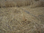 Etchilhampton Hill (2), Wiltshire crop circle, aerial photo 8