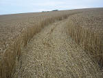 Etchilhampton Hill (2), Wiltshire crop circle, aerial photo 10