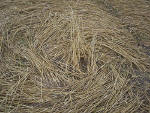 Etchilhampton Hill (2), Wiltshire crop circle, aerial photo 9