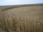 Etchilhampton Hill (2), Wiltshire crop circle, aerial photo 12