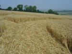 Nashenden Farm, Kent crop circle, aerial photo 23