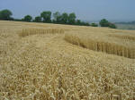 Nashenden Farm, Kent crop circle, aerial photo 22