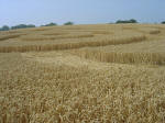 Nashenden Farm, Kent crop circle, aerial photo 19