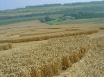 Nashenden Farm, Kent crop circle, aerial photo 12