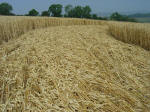 Nashenden Farm, Kent crop circle, aerial photo 10