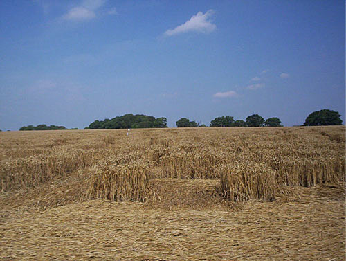 Savernake Forest, Wiltshire crop circle, aerial photo 12