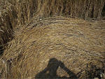 Savernake Forest, Wiltshire crop circle, aerial photo 7
