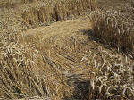 Savernake Forest, Wiltshire crop circle, aerial photo 9