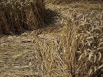 Savernake Forest, Wiltshire crop circle, aerial photo 10