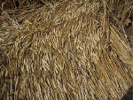 Savernake Forest, Wiltshire crop circle, aerial photo 6
