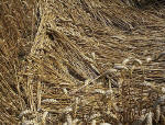 Savernake Forest, Wiltshire crop circle, aerial photo 11