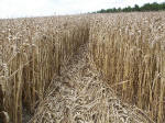 Shalbourne, Wiltshire crop circle, aerial photo 13